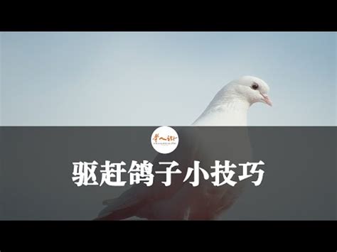 鳥飛到陽台|【鳥飛進陽台】鳥飛進陽台，預示好運還是厄運！？快點看！ – 葛。